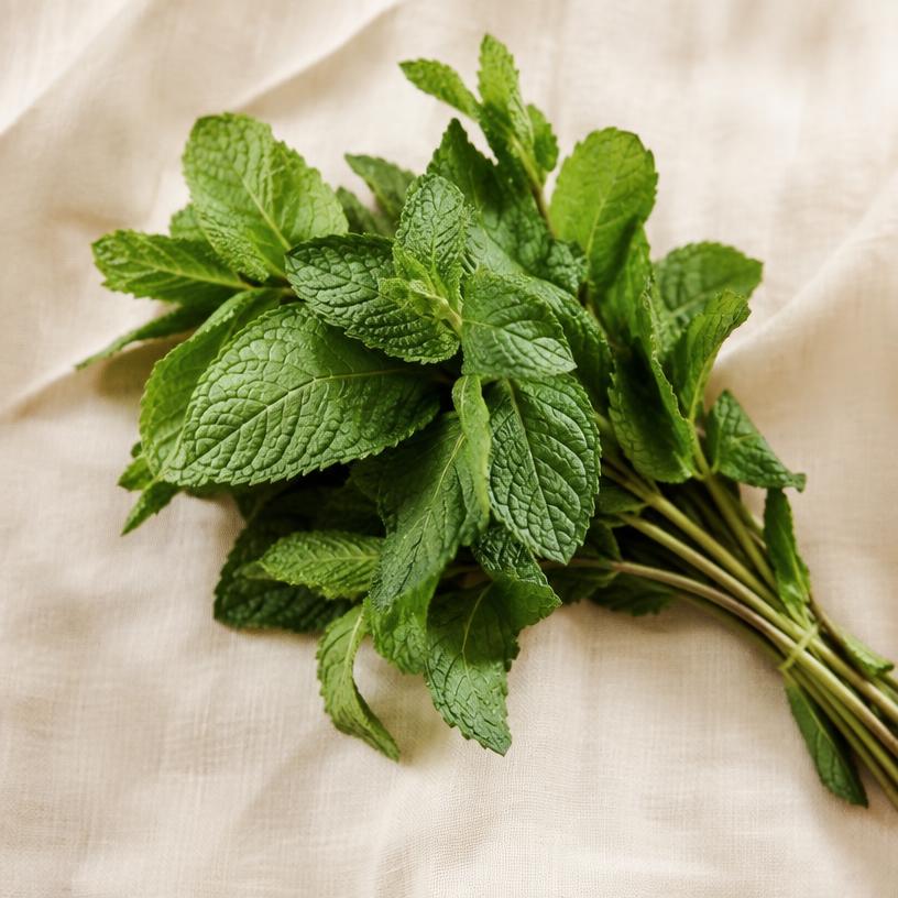 Fresh green peppermint leaves on linen, illustrative ingredient imagery