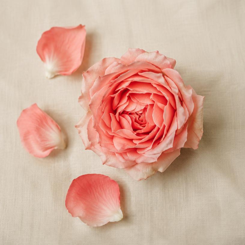 Pink rose flower and petals on linen, illustrative rose ingredient imagery